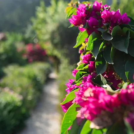 Leontopolis Çıralı